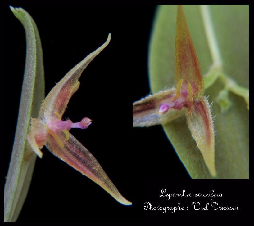 Lepanthes scrotifera